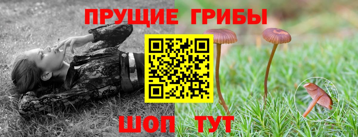 Нижний Тагил  Галлюциногенные грибы Psilocybe  Вход с VPN 